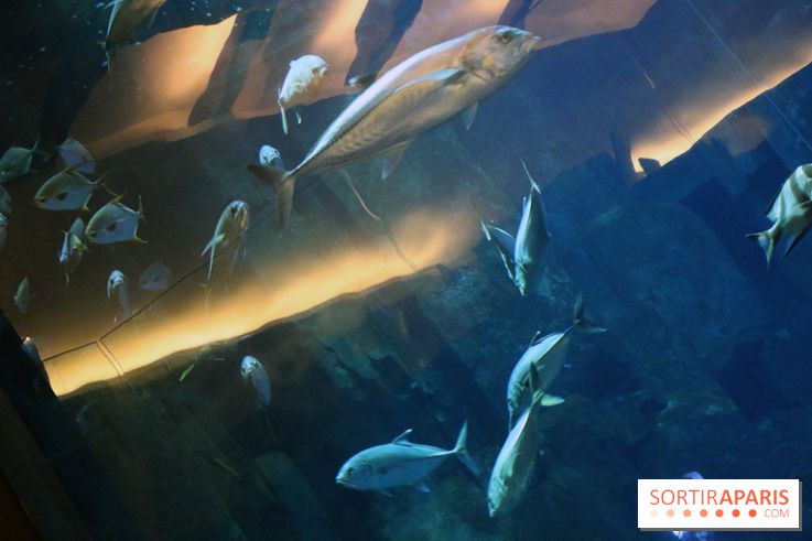 Aquarium de Paris Décembre 2016