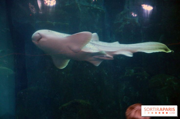 Aquarium de Paris Décembre 2016