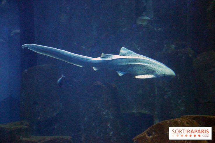 Aquarium de Paris Décembre 2016