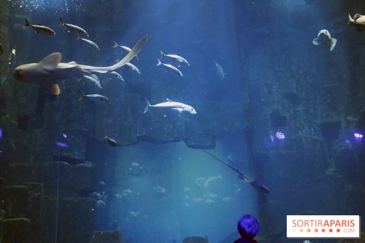 Aquarium de Paris Décembre 2016