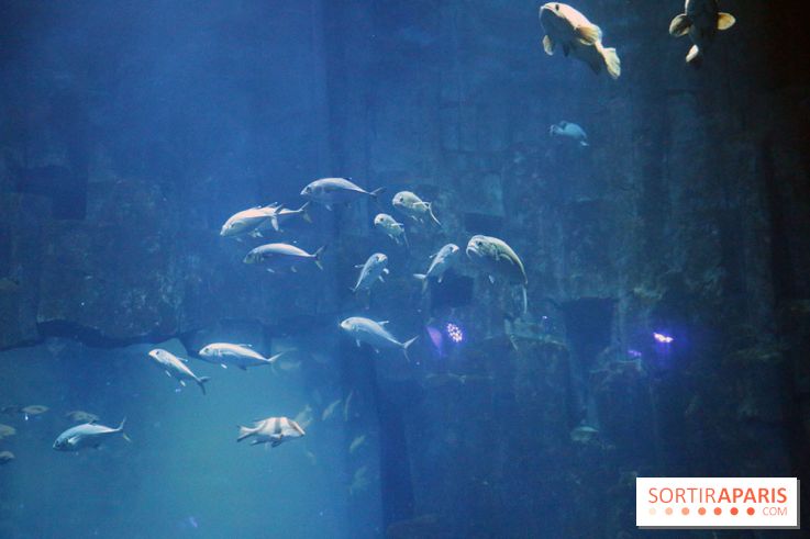 Aquarium de Paris Décembre 2016