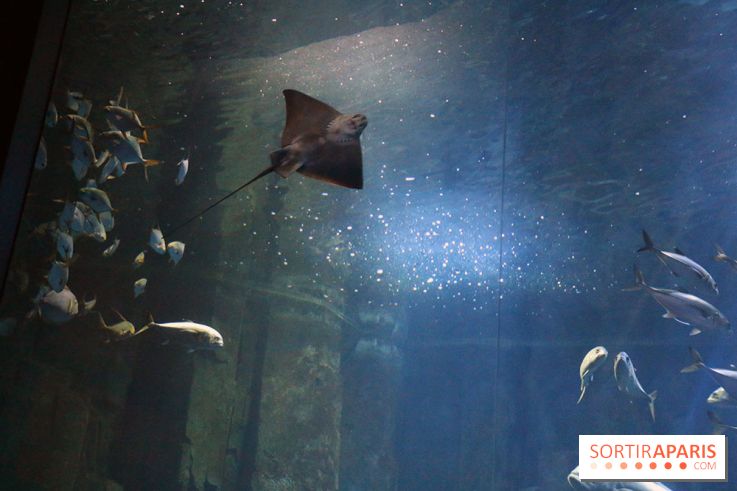 Aquarium de Paris Décembre 2016