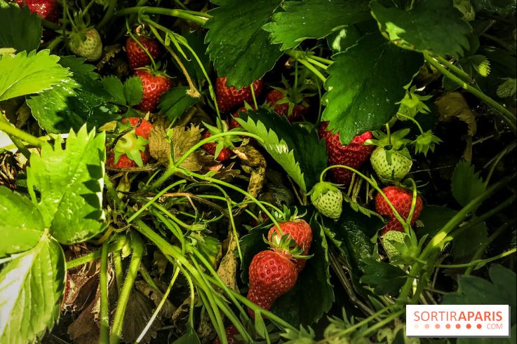 Cueillettes des fraises autour de Paris