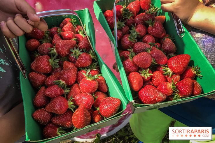Cueillettes des fraises autour de Paris