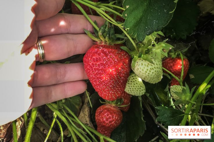 Cueillettes des fraises autour de Paris