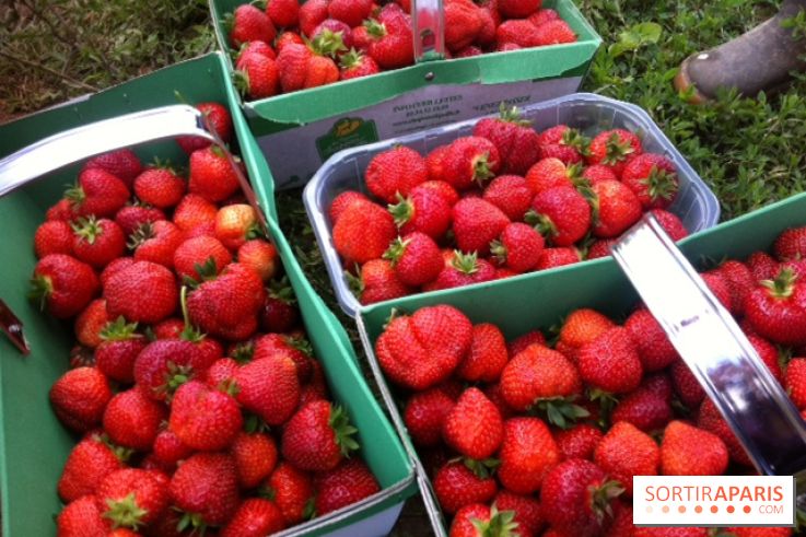 cueillettes des fraises autour de Paris