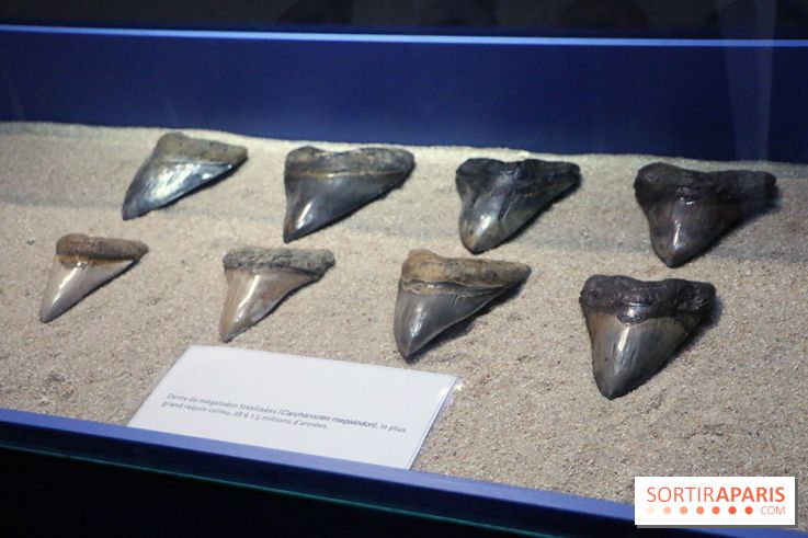 Zig & Sharko à l'aquarium de Paris