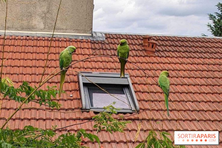 Le saviez-vous ? D'où viennent ces perruches vertes à Paris et en Île-de-France ?