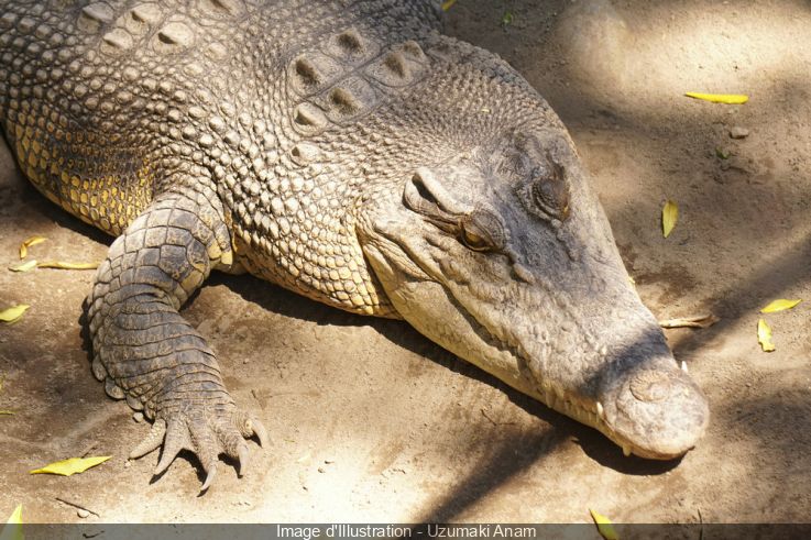 Le saviez-vous ? Un crocodile du Nil a vécu dans les Égouts de Paris ...