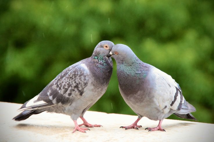 Mais pourquoi ne voit-on jamais de bébés pigeons à Paris ? 