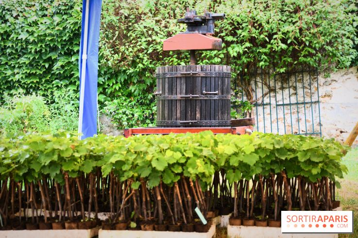 Domaine du bois brillant, la renaissance d'un vignoble historique en île-de-France