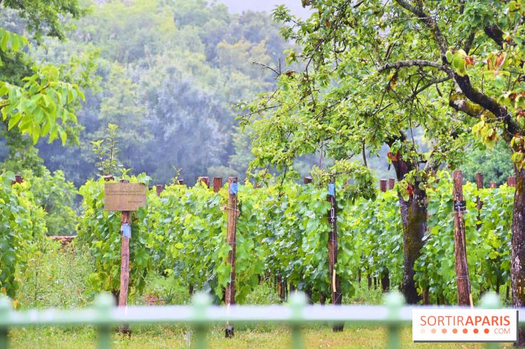 Domaine du bois brillant, la renaissance d'un vignoble historique en île-de-France