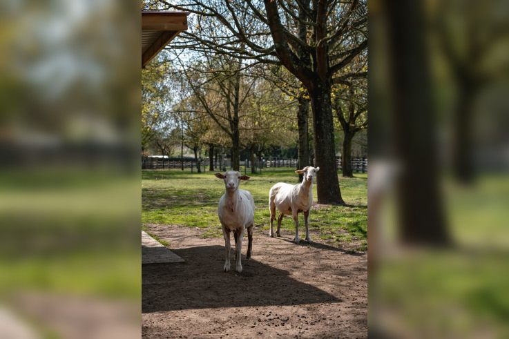 Rendez-Vous aux Jardins 2026 au parc des 33 hectares à Neuilly-sur-Marne