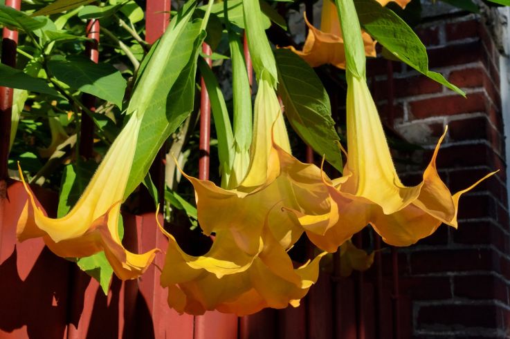 Rendez-vous aux jardins au centre horticole d’Argenteuil