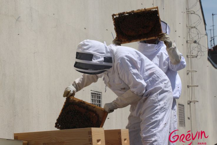 Grévin accueille des ruches sur son toit !