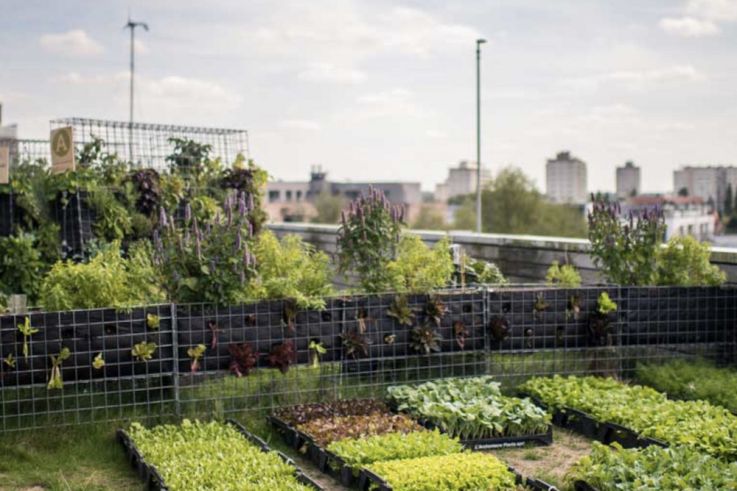 Ouverture du potager urbain Peasandlove sur le toit de l'hôtel Yoom à Beaugrenelle