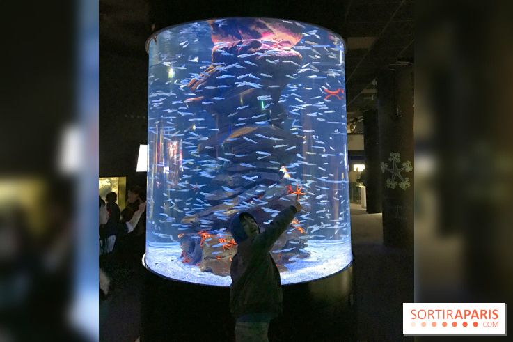 Les récifs Coralliens s'exposent à l'Aquarium de Paris