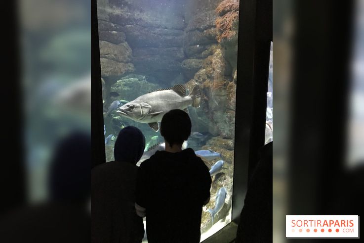 Les récifs Coralliens s'exposent à l'Aquarium de Paris