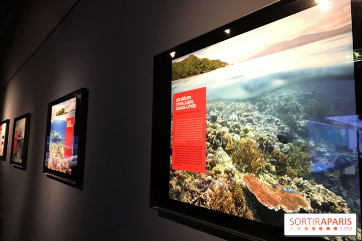 Les récifs Coralliens s'exposent à l'Aquarium de Paris