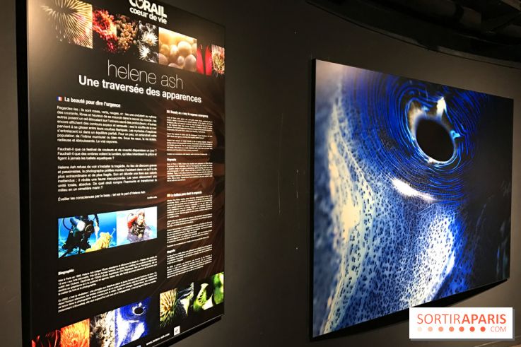 Les récifs Coralliens s'exposent à l'Aquarium de Paris