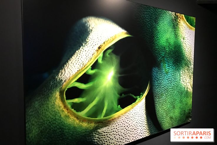 Les récifs Coralliens s'exposent à l'Aquarium de Paris