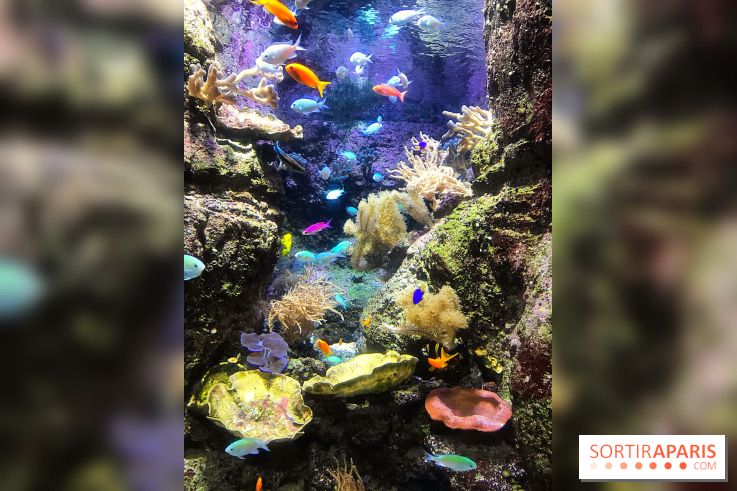 Les récifs Coralliens s'exposent à l'Aquarium de Paris