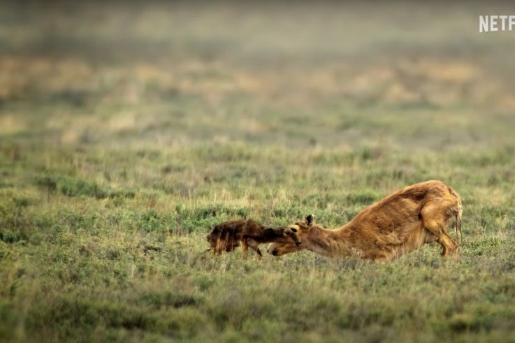 Notre monde vivant : le docu nature avec Cate Blanchett à découvrir sur Netflix