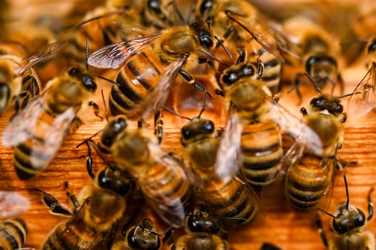 Ateliers d'initiation à l'apiculture durable aux Ruches Villette