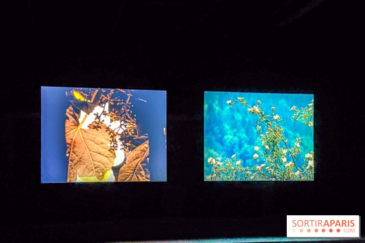 Rose Lowder au Palais de Tokyo : la nature image par image dans une exposition de films