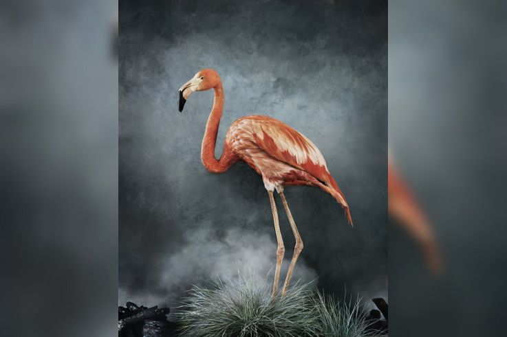 Australia Now 2021 : Phœnix, Rise from the Ashes, l'exposition de Vee Speers à la galerie XII