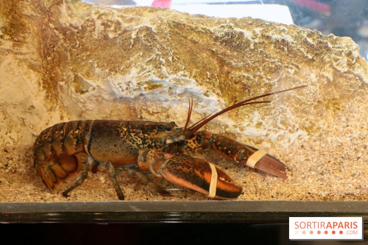 Grand Bistro Breteuil