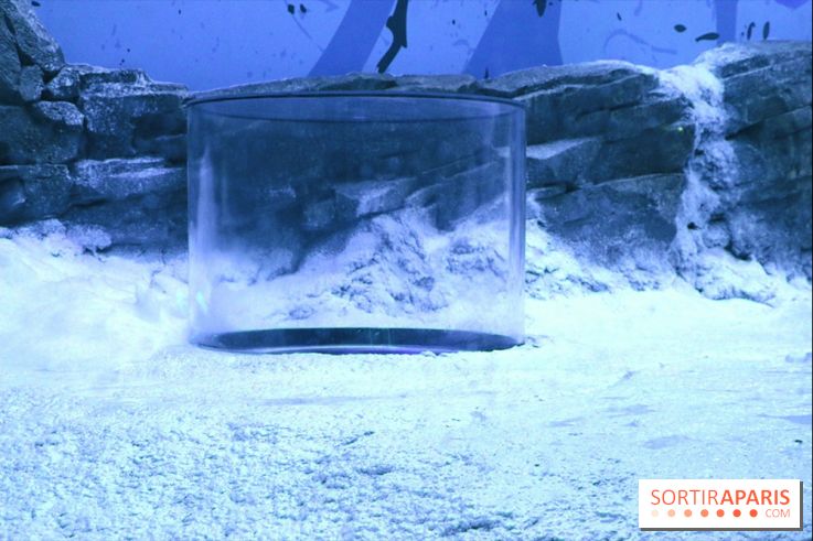 Les Manchots de l'Aquarium Sea Life