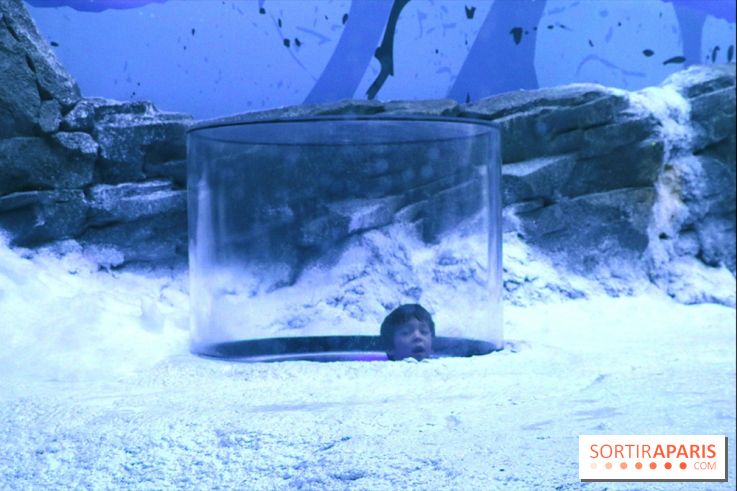 Les Manchots de l'Aquarium Sea Life