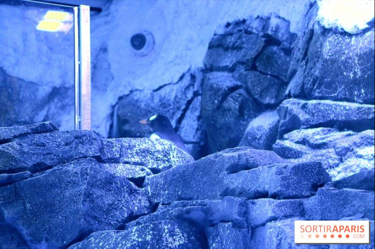 Les Manchots de l'Aquarium Sea Life