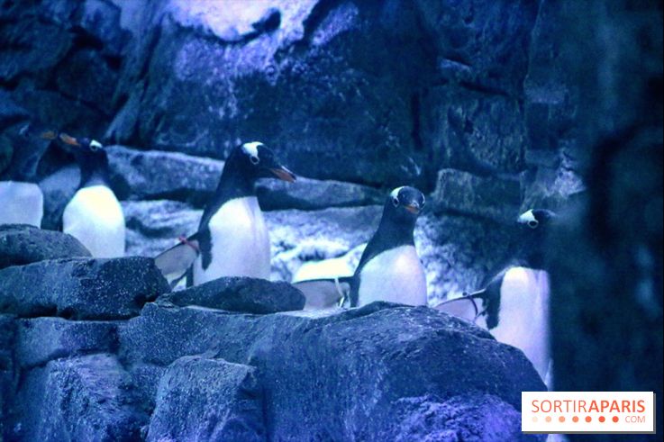 Les Manchots de l'Aquarium Sea Life