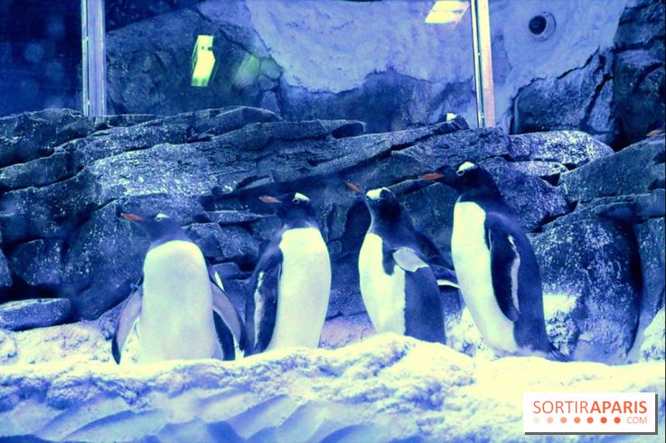 Les Manchots de l'Aquarium Sea Life