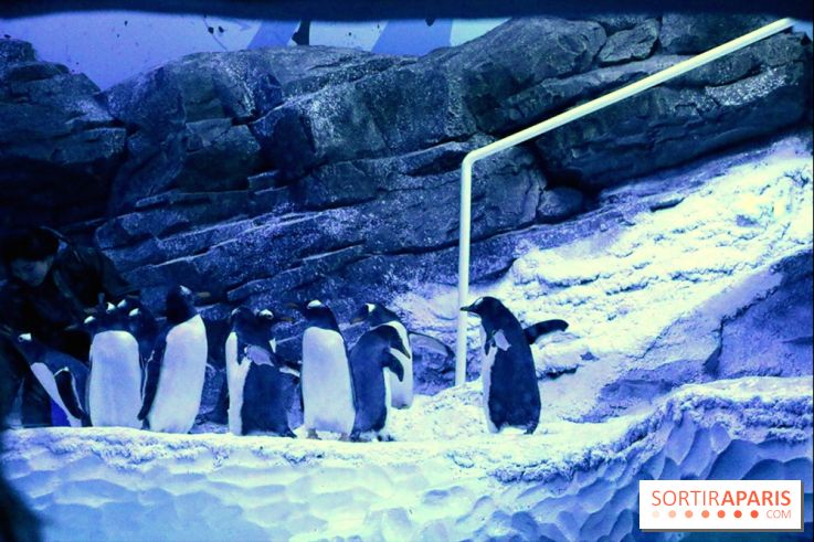 Les Manchots de l'Aquarium Sea Life