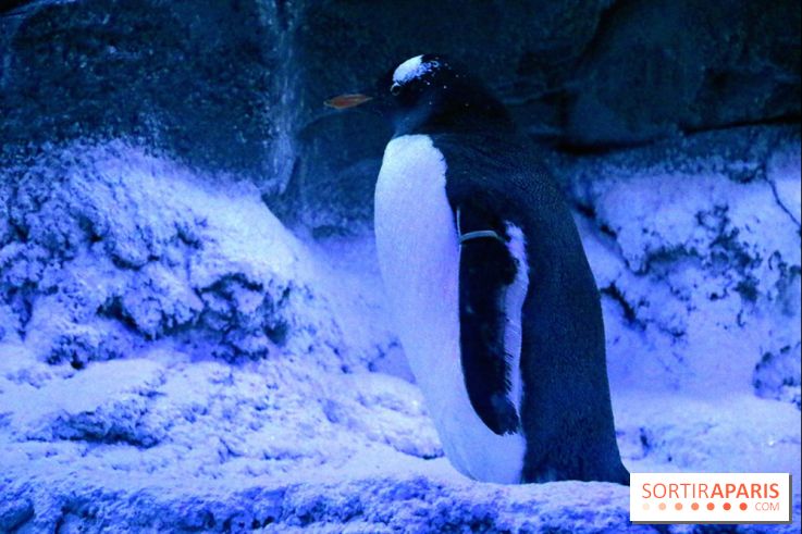 Les Manchots de l'Aquarium Sea Life