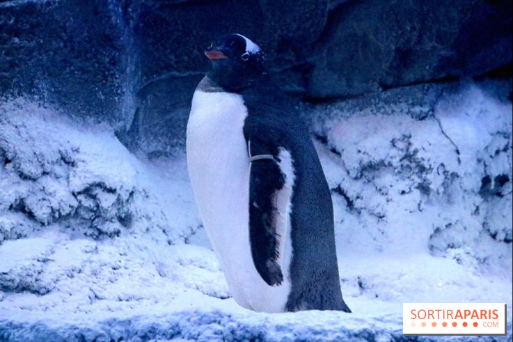 Les Manchots de l'Aquarium Sea Life