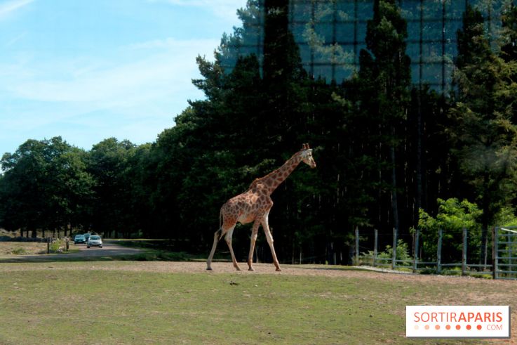 Camion Safari : une visite guidée dans les coulisses de Thoiry