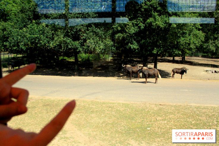 Camion Safari : une visite guidée dans les coulisses de Thoiry