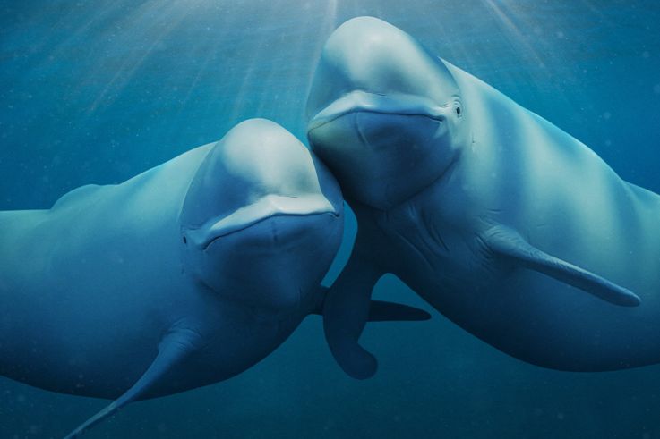 Nos Océans : Une série documentaire spectaculaire narrée par Barack Obama sur Netflix