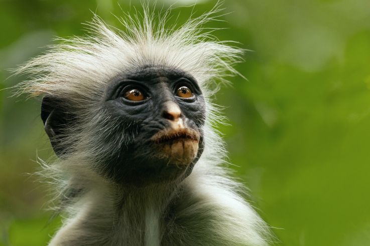 La vie secrète des animaux : le documentaire narré par Hugh Bonneville