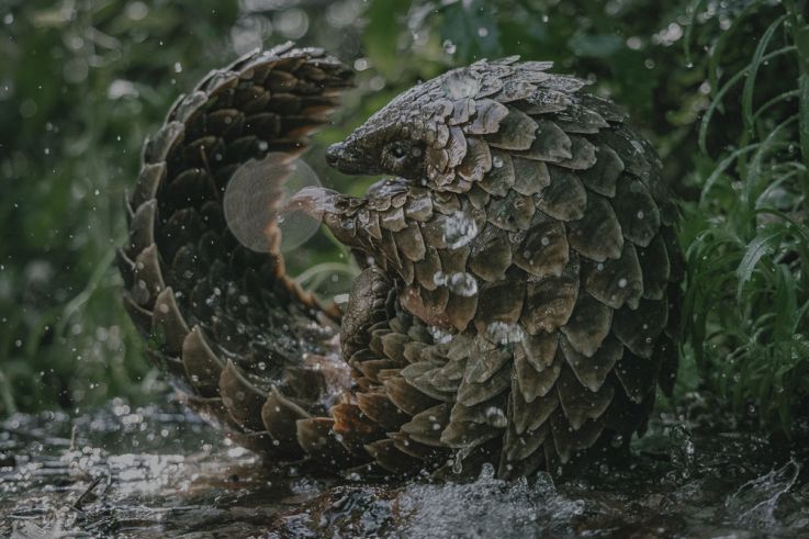 Pangolin : un bébé sauvé du trafic au cœur d’un documentaire Netflix