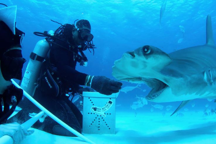 All the Sharks : une compétition aquatique spectaculaire sur Netflix dès le 4 juillet