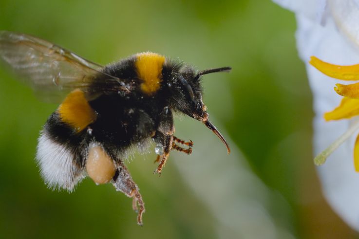 Les Secrets des abeilles : le documentaire arrive sur Disney+