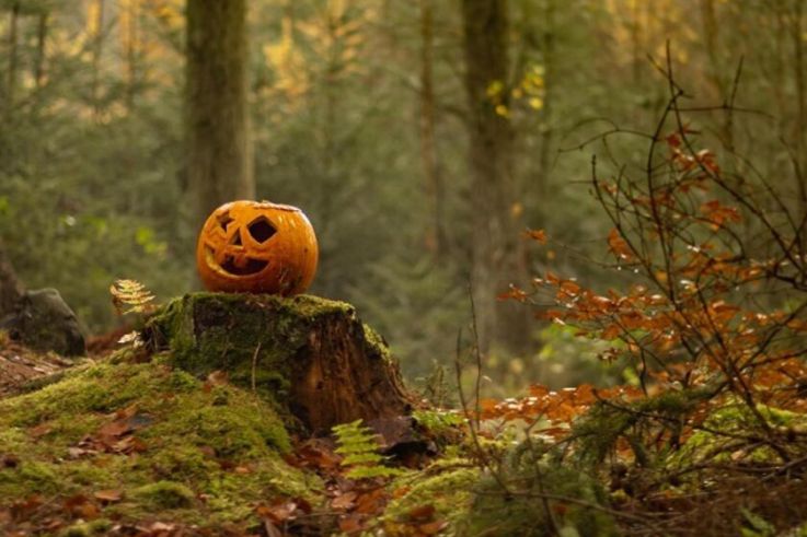 Halloween 2026 au château d’Auvers : contes en forêt et cinéma en famille