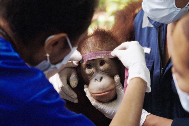 Popi ou l’état sauvage : une jeune orang-outan apprend à retrouver la forêt