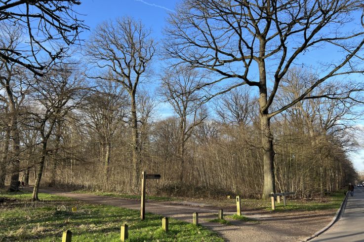 La forêt de Meudon