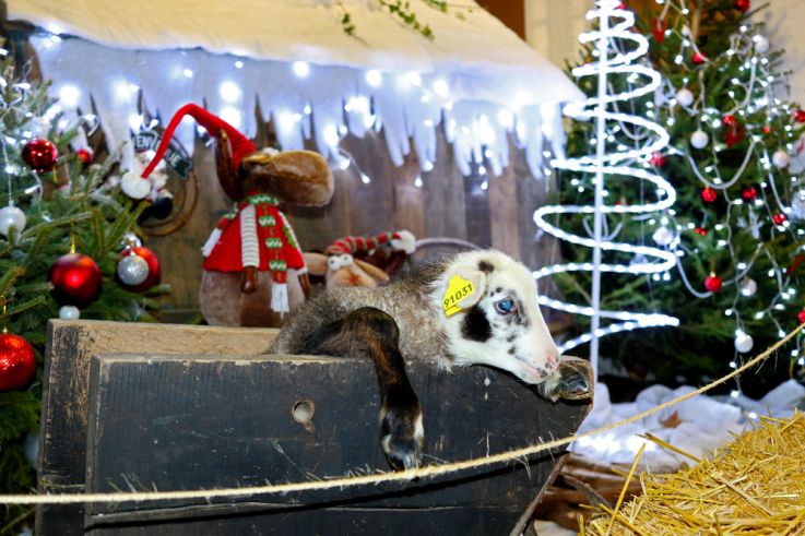 Les vacances de Noël 2019 à la Bergerie Nationale